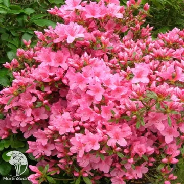 Фото Азалия японская Рококо