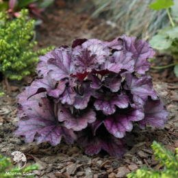 Гейхера Форевер Пёрпл