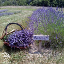 Лаванда гибридная Гроссо