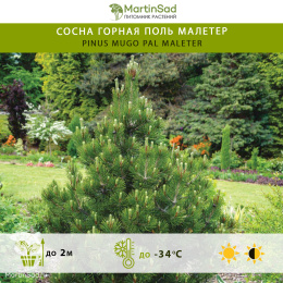 Сосна горная Поль Малетер