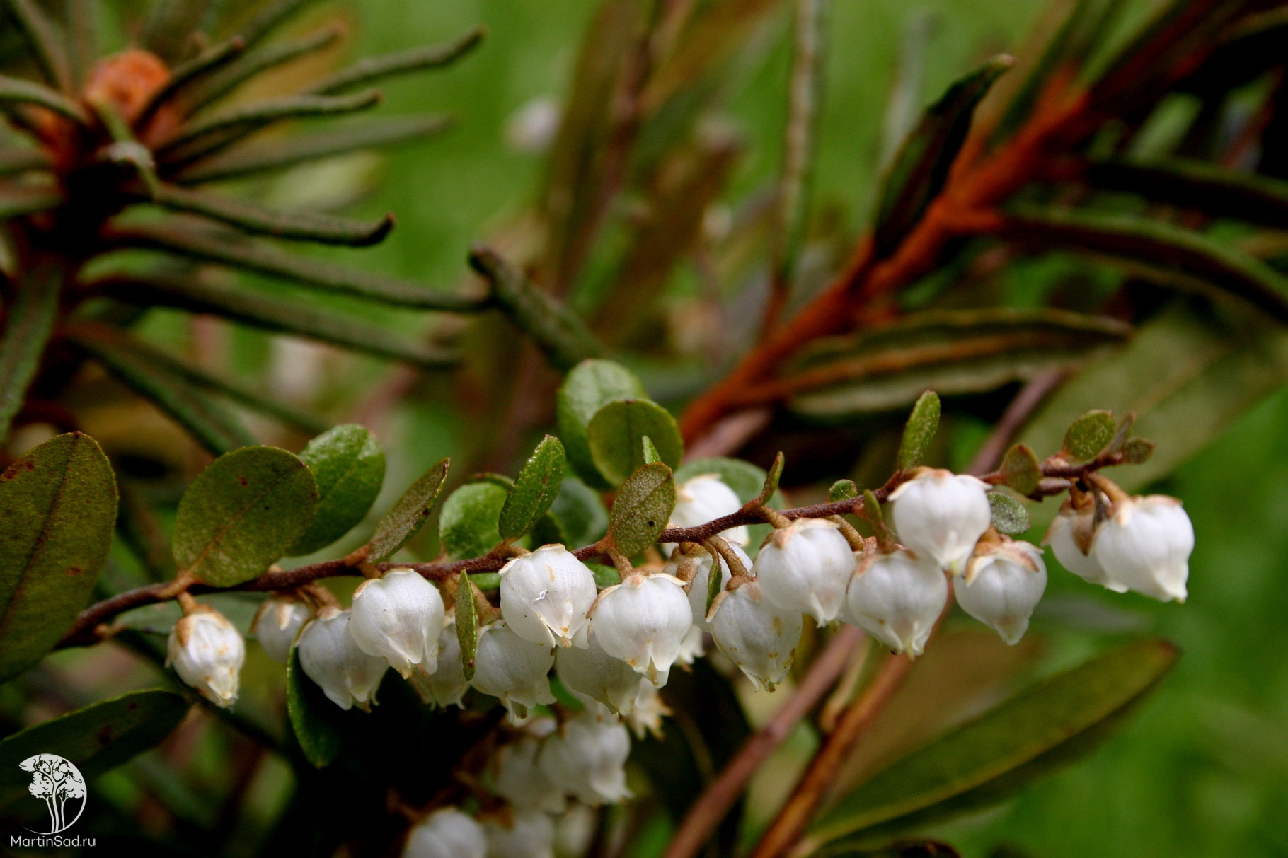 Хамедафне Кассандра Болотный мирт описание цветка фото особенности выращивания