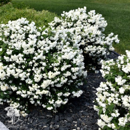 Чубушник Литл Уайт Лав