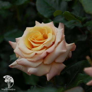 Фото Роза Сингин ин Зе Рэин