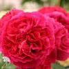  Роза английская Хитклиф фото 1 