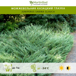 Можжевельник казацкий Глаука