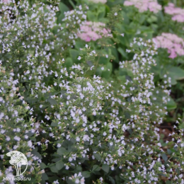 Душевик котовниковый