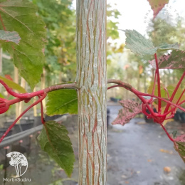 Клен полосатый Ред Фламинго