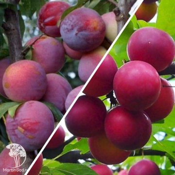 Фото Слива колоновидная гибрид Империал + Путешественница