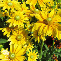 Рудбекия волосистая Прейри Сан