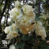 Шток-роза Медуница (кремовая) фото 2 