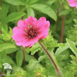 Лапчатка непальская Рон Мак Биз