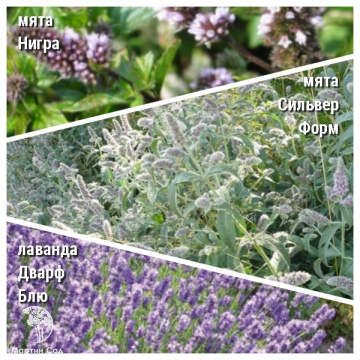 Фото Набор для чая мята Нигра + мята Сильвер Форм + лаванда Дварф Блю