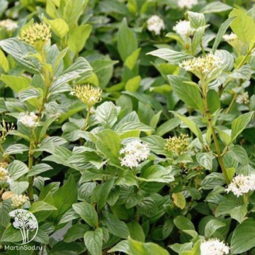 Фото  Дёрен отпрысковый Флавирамеа на штамбе