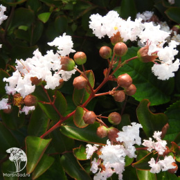 Лагерстремия индийская Нивея