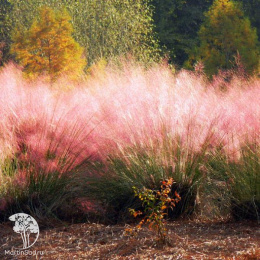 Мюленбергия волосовидная Рози