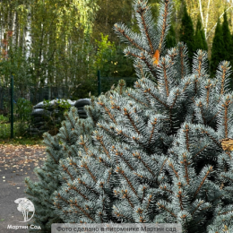 Ель колючая Глаука Марси
