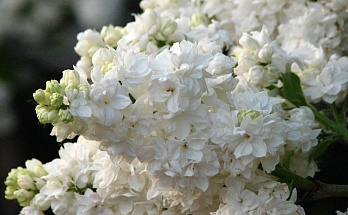 Сирень с махровыми цветками: лучшие сорта