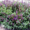 Шалфей лекарственный Salvia officinalis фото 1 