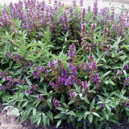 Шалфей лекарственный Salvia officinalis