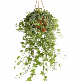 Плющ обыкновенный жёлто-окаймленный