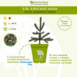 Ель аянская Нана