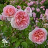 Роза чайно-гибридная Дамс де Шенонсо фото 3 