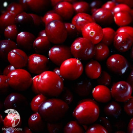 Клюква крупноплодная Рубиновая россыпь