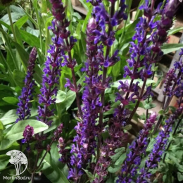 Набор для ароматной грядки шалфей Сенсейшен Медиум Уайт + Нью Дименшн Роуз + Карадонна