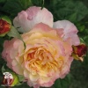 Роза чайно-гибридная Акварель фото 2 