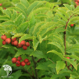 Рябина бузинолистная