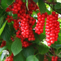 Лимонник Садовый