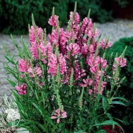 Физостегия виргинская Роуз