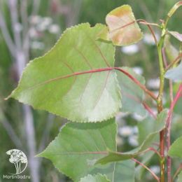 Тополь дельтовидный Фуего