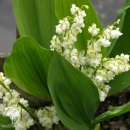  Ландыш майский Пролификанс махровый