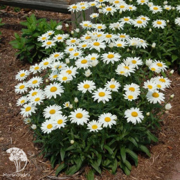 Нивяник Арктик Сноу