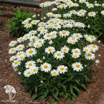 Фото Нивяник Арктик Сноу