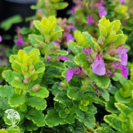 Дубравник обыкновенный