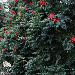 Рябина обыкновенная Фастигиата на штамбе