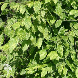Граб обыкновенный Фолис Аргентеовариегата Пендула