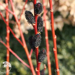 Ива тонкостолбиковая