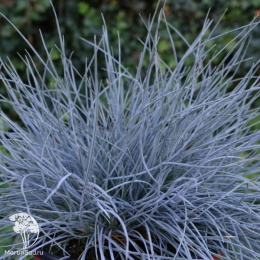 Фестука (Овсяница) сизая Эйсводжел