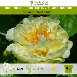 Пион молочноцветковый Лемон Шиффон