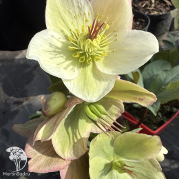 Морозник Айс эн Роузес Вайт