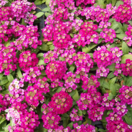 Лобулярия приморская (Алиссум) Вондерленд Дип Роуз