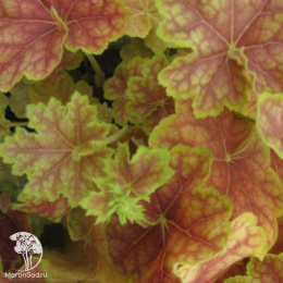 Гейхера Тирамису