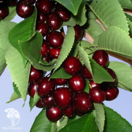 Черешня гибрид Дрогана + Ипуть + Мичуринка
