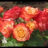 Роза флорибунда Брэдфорд фото 1 