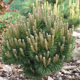 Сосна горная Хампи на штамбе