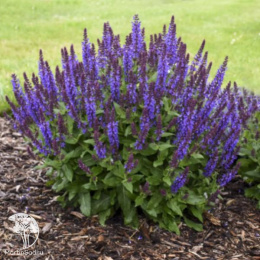 Шалфей дубравный Виола Клозе