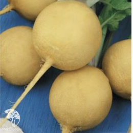 Редька Гелиос, желтая